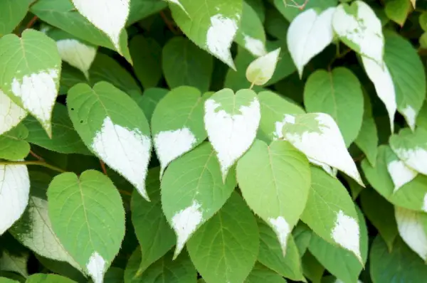 Attēls ar Actinidia polygama, kas pazīstams arī kā sudraba vīnogulājs. Augs, kam var būt rotaļīga un uzjautrinoša ietekme uz kaķiem, kad tie mijiedarbojas ar to