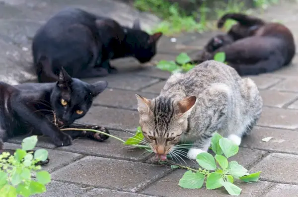 Speelse kat op zoek