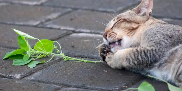 Grå tabby katt leker med silverranka, en humoristisk och lekfull stund