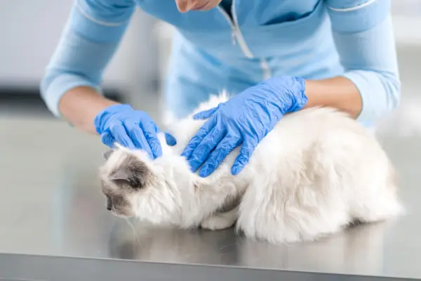 Güzel, uzun saçlı bir kediyi dikkatle inceleyen bir veterineri gösteren resim.