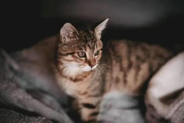 Un'immagine che mostra un gatto marrone con uno sguardo attento, distogliendo lo sguardo dalla fotocamera.