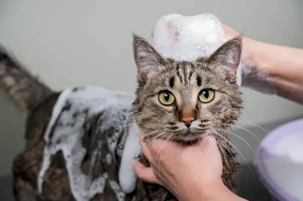 Et bilde som viser en kvinne som sjamponerer en tabby grå katt. Scenen illustrerer prosessen med kattstell og stell, og fremhever eieren