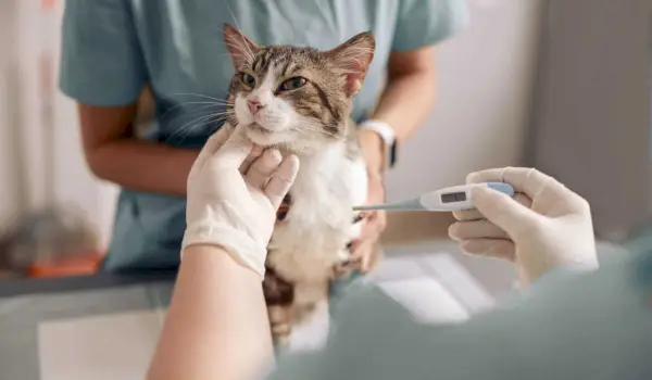 Gato enfermo a temperatura veterinaria