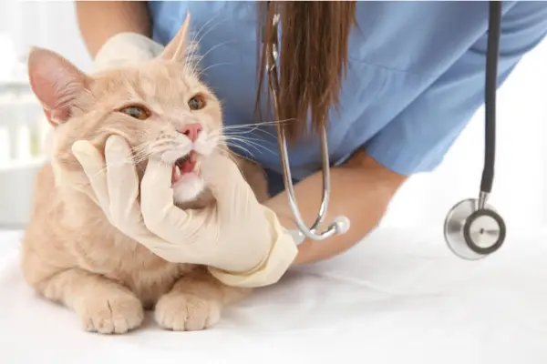 Symptome einer Gingivitis bei Katzen