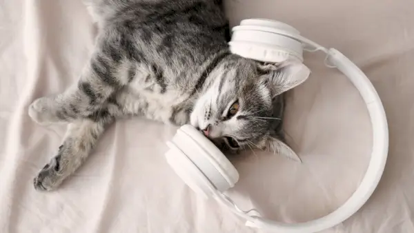 Mögen Katzen Musik?