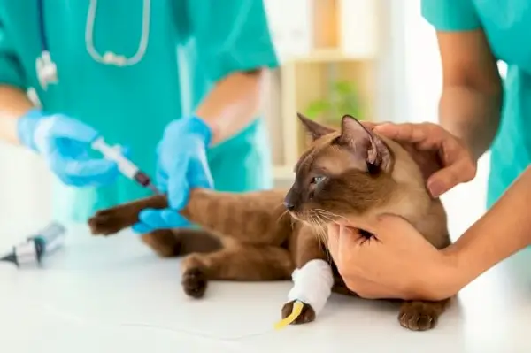 Denamarin para gatos: descripción general, dosis y efectos secundarios