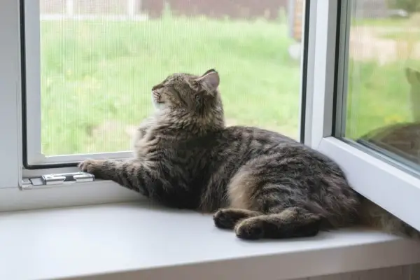 Gatinho malhado sentado no parapeito da janela no verão.