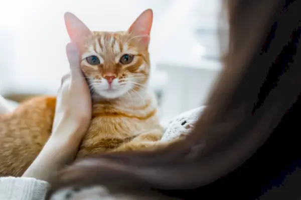 Un chat roux confortablement niché dans les bras d’une fille, partageant tous deux un moment de connexion et de camaraderie, illustrant le lien particulier qui peut exister entre les humains et leurs amis félins.