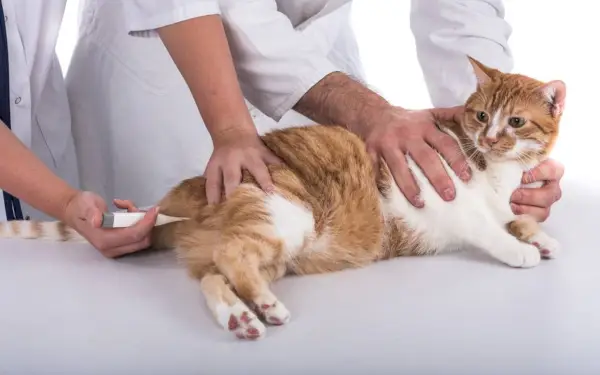 Veterinár meria teplotu mačky