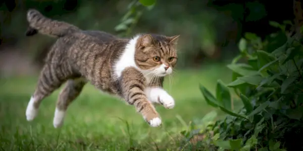 gato caçando presas