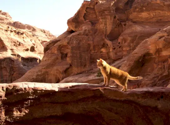 sarı kaya arka planda poz veren sarı kedi