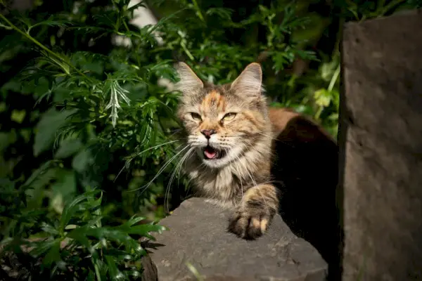 котешко задъхване