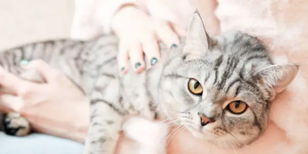 Um gato British Shorthair olhando atentamente, seu rosto redondo e olhos cativantes refletindo a raça