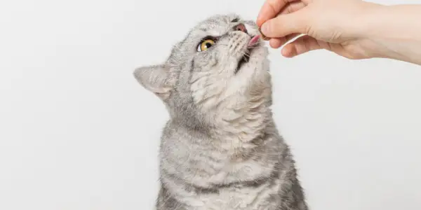 Praziquantel para gatos: visão geral, dosagem e efeitos colaterais