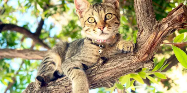 Katze auf einem Baum