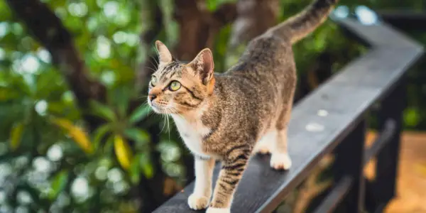 高いところにいる猫