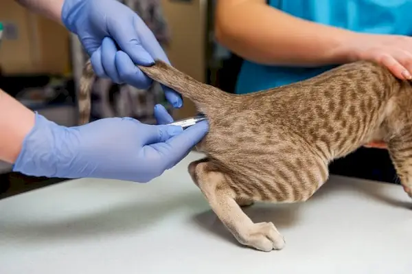 Una persona revisando un gato.