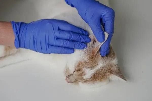 Ørebetændelse hos en kat, der understreger vigtigheden af ​​at diagnosticere og behandle feline øreinfektioner.