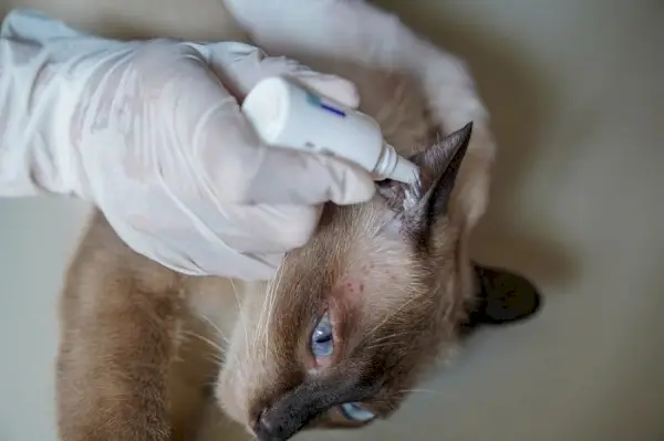 Traitement des problèmes d'oreille félins, soulignant l'importance de traiter et de gérer les problèmes d'oreille du chat avec des soins appropriés.