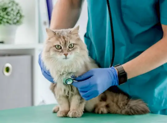 Veterinario che ascolta il gatto lanuginoso usando lo stetoscopio