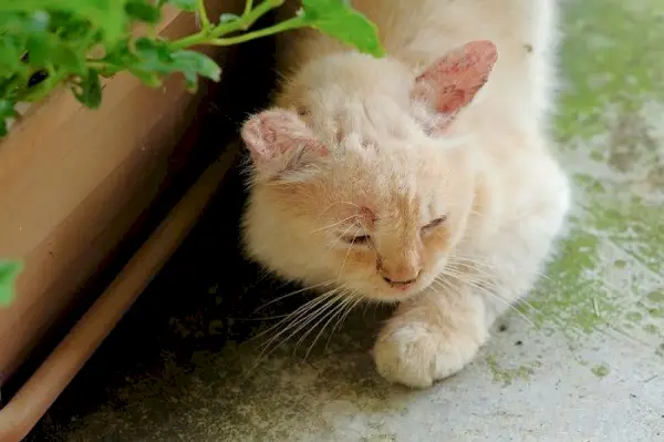 En katt som legger seg på bakken ved siden av en potteplante.