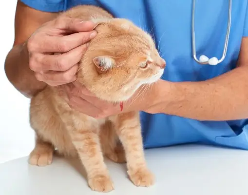 O pisică portocalie examinată de un veterinar.