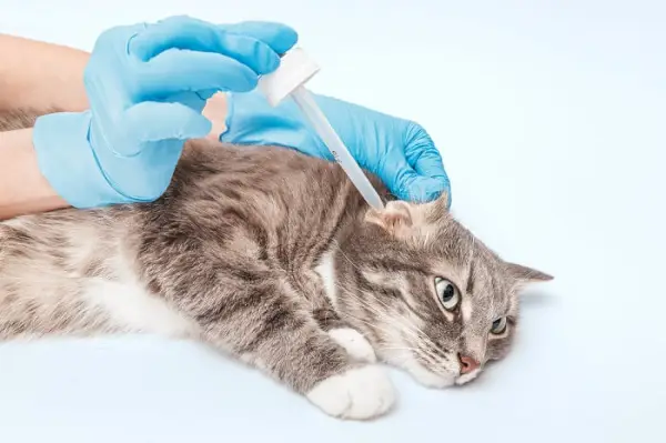 Un gatto che viene vaccinato da una persona con i guanti blu.