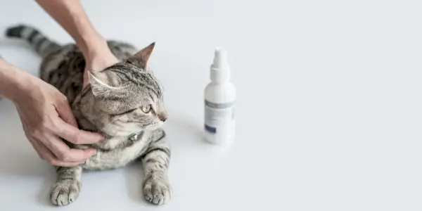 Una persona acaricia a un gato con una botella de spray.