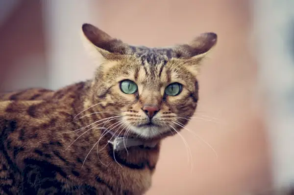 En bengalkatt med grønne øyne ser på kameraet.