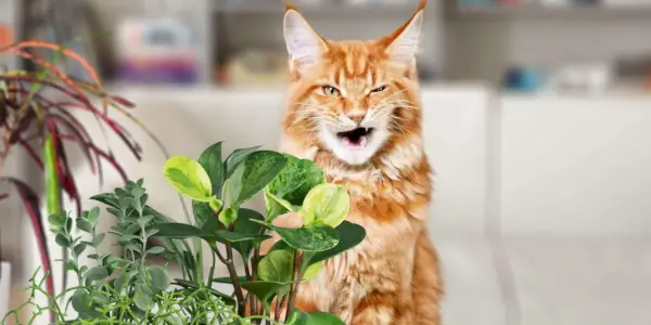 Gato naranja que parece disgustado con su dieta basada en plantas.