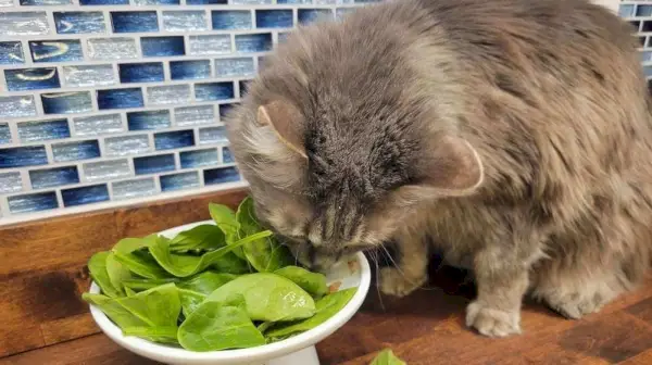 Les protéines végétales sont-elles bonnes pour les chats ?