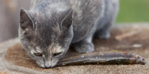 Grå tabby kat napper en lille fisk.