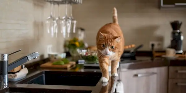 Orange kat går langs kanten af ​​en køkkenbordplade.