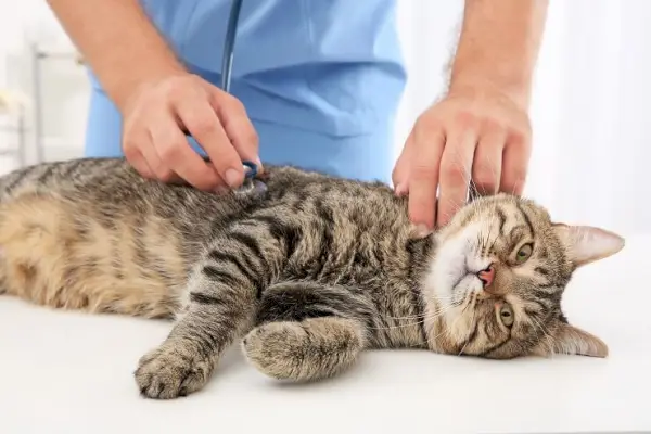 vétérinaire examinant un chat tigré