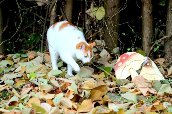 森の中の猫とキノコ