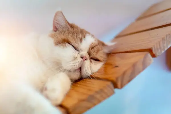 L’image représente un chat persan dans un état de sommeil réparateur.