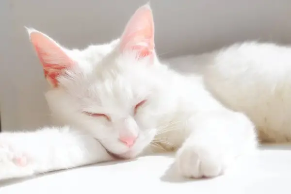 La imagen muestra a un gato blanco en un estado de sueño tranquilo.