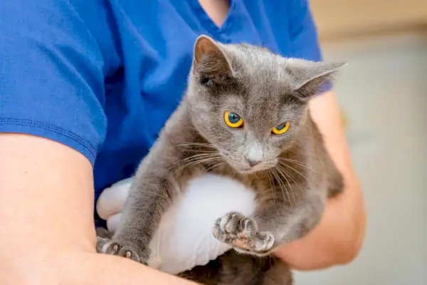 Ljubka podoba veterinarja, ki drži ljubko burmansko mačko v kliničnem okolju, odraža vez med skrbnim zdravstvenim delavcem in njihovim mačjim pacientom.