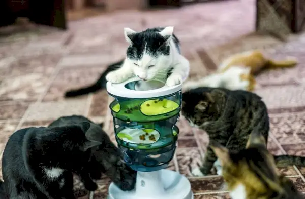 Une image présentant une mangeoire puzzle conçue pour les chats, comportant divers compartiments et défis pour impliquer le chat