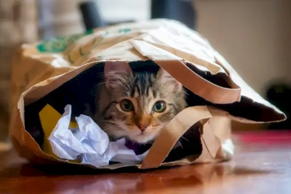 chat stressé se cachant dans un sac en papier