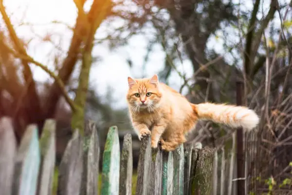 Vaccination contre la rage des chats pour les chats d'extérieur