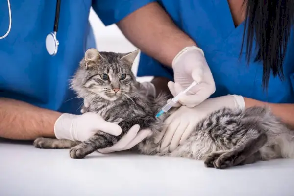 Kedi kuduza karşı aşı