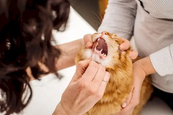 El veterinario revisa la boca del gato.