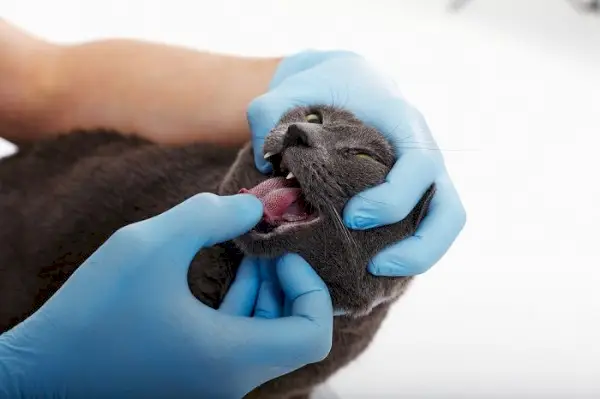 examen d'un gat al veterinari