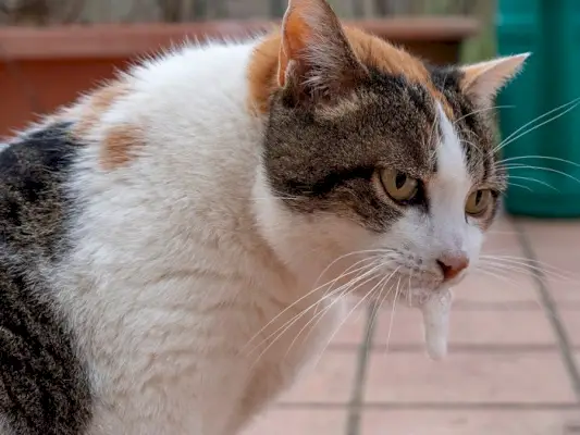 Katze erbricht weißen Schaum