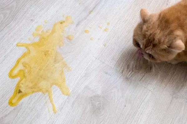 gato vomitando