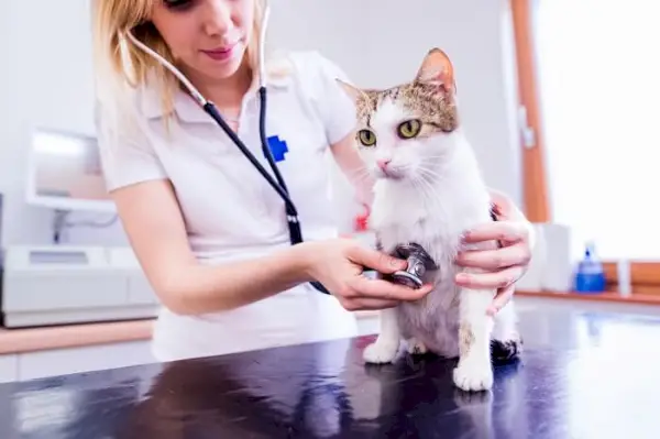 Ein Bild, das einen Tierarzt zeigt, der eine Katze gründlich untersucht