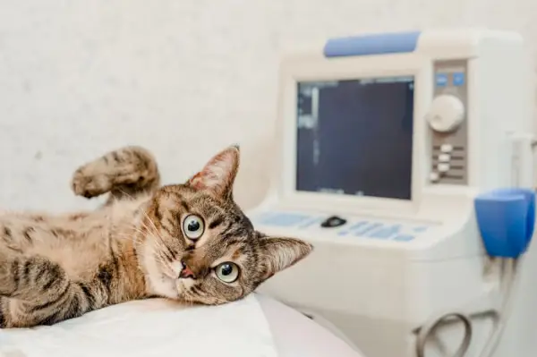 Una imagen que muestra a un gato en una sala de rayos X durante un procedimiento médico.