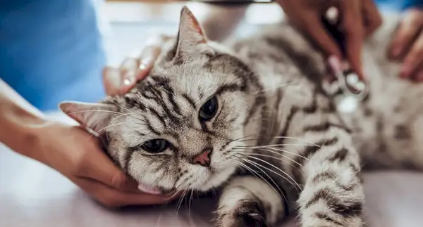 Slika, ki prikazuje mačko na celovitem pregledu pri veterinarju