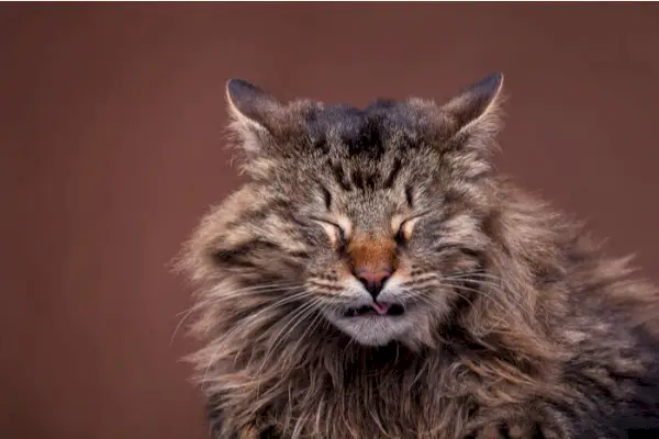 Maine Coon kedisinin hapşırırken çekilmiş bir görüntüsü.